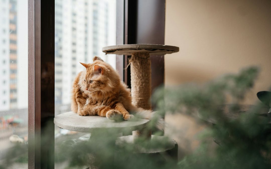 From Basic to Deluxe: Finding the Best Scratching Tower for Your Feline Friend