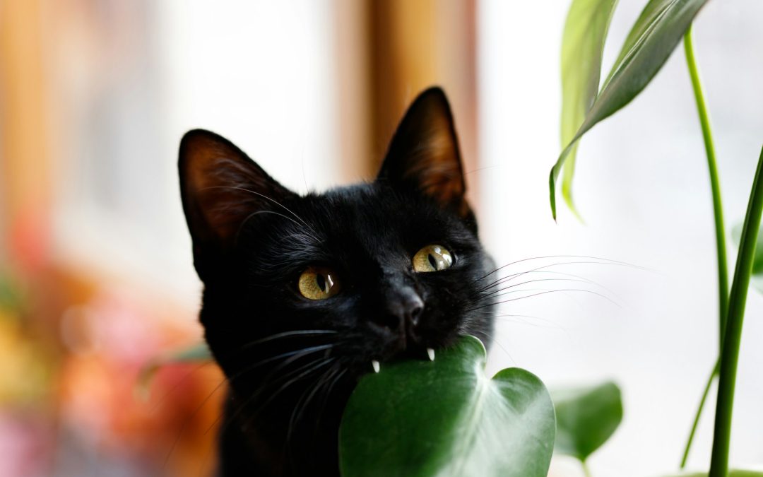 Toxic Botany: Identifying Plants That Can Harm Your Pets