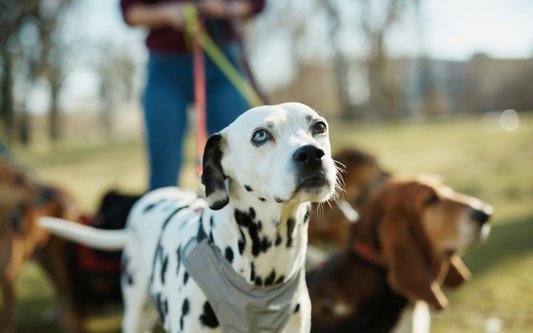 The Multi-Dog Walker’s Toolkit: Equipment for a Hassle-Free Stroll