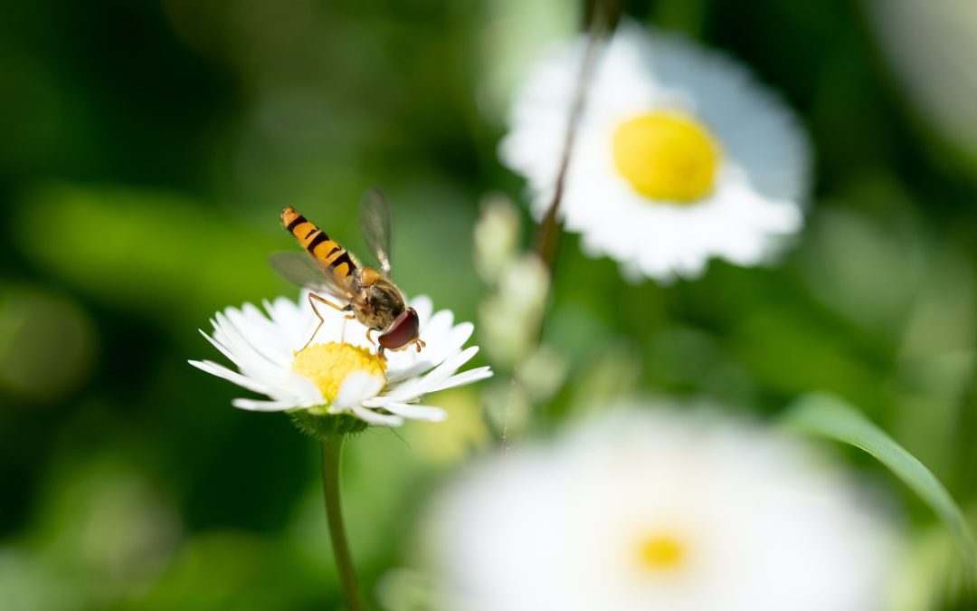 Insects of the Garden: A Child’s Guide to the Tiny Wonders of Nature