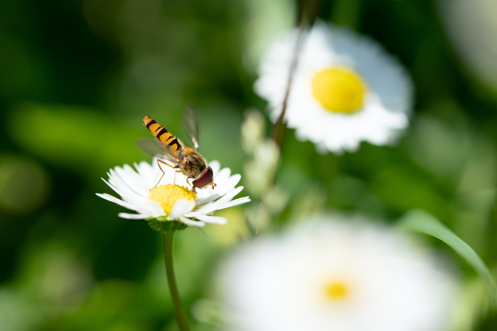 Flying insect taking off from a daisy flower in garden