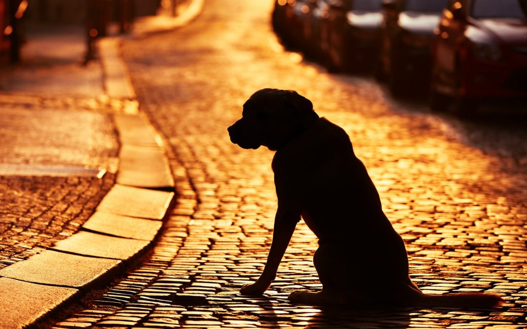 Immediate Steps to Take When Your Pet Goes Missing