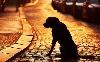 Immediate Steps to Take When Your Pet Goes Missing